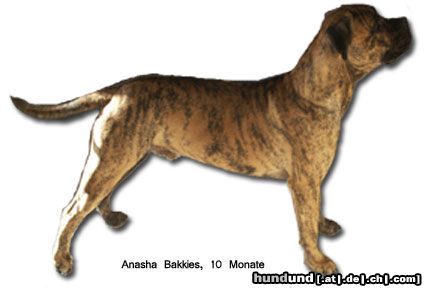 Boerboel Hunde Foto 24721 in höherer Auflösung ansehen Boerboel Anasha Bakkies 82.2% mit 10 Monate