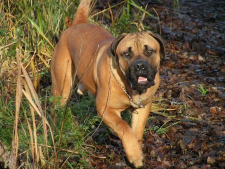 Boerboel Hunde Foto 26961 Boerboel m&m Boef