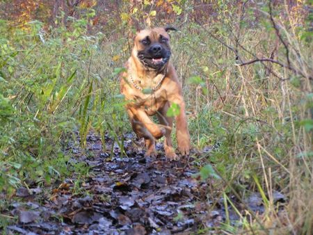 Boerboel Hunde Foto 26962 Boerboel m&m Boef