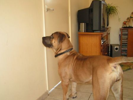 Boerboel Hunde Foto 26963 Boerboel m&m Darka