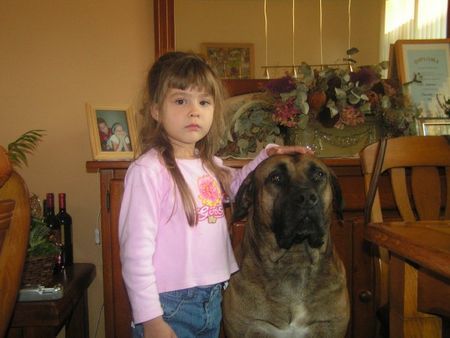 Boerboel Hunde Foto 29651 in höherer Auflösung ansehen Boerboel Aldo mit seinen neue freundin