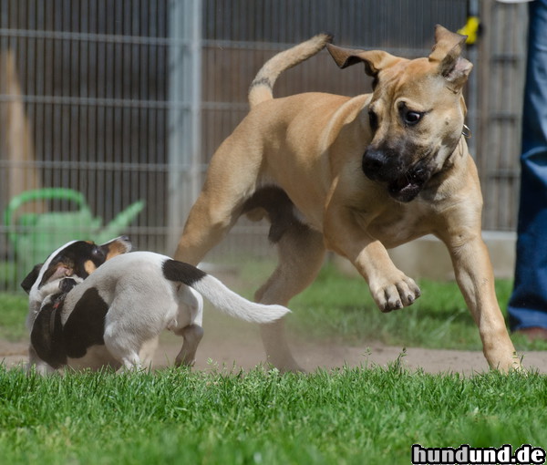 Boerboel African Boerboel im Spiel mit Jack Russel Welpe