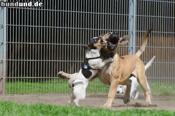 Boerboel African Boerboel vs. Jack Russel Welpe