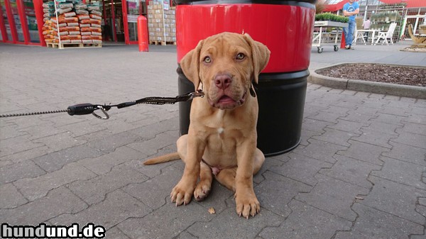 Boerboel Leo 10 Wochen alt 