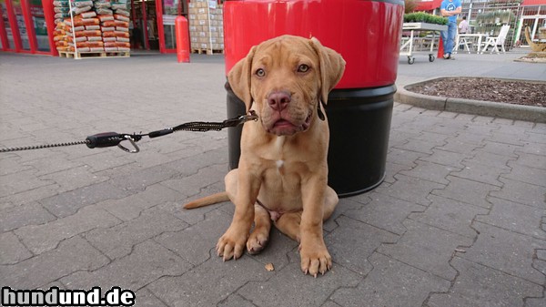 Boerboel Leo 10 Wochen alt 