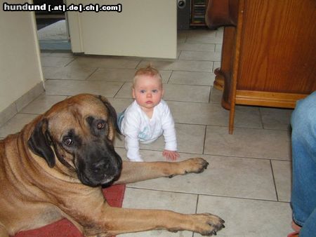 Boerboel Hunde Foto 26164 Boerboel Aldo und Mandy