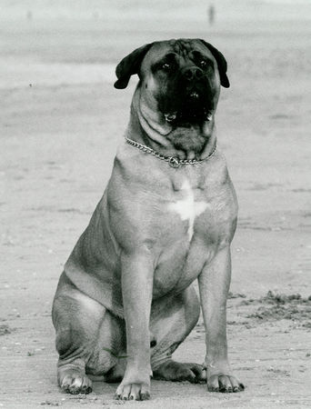 Boerboel Hunde Foto 30305 in höherer Auflösung ansehen Boerboel M&M bruno