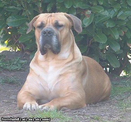 Boerboel Boerboel Buck