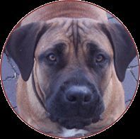 Boerboel Hunde Foto 27708 Boerboel M&M Cendy