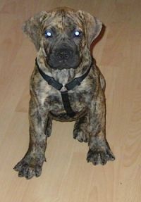 Boerboel Anasha Freya 11 Wochen