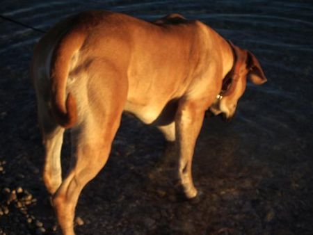 Boerboel