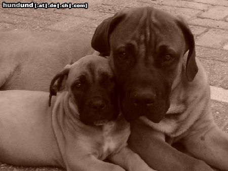 Boerboel Hunde Foto 24667 Boerboel M&M Troy 5 months und M&M Noa 9 woche
