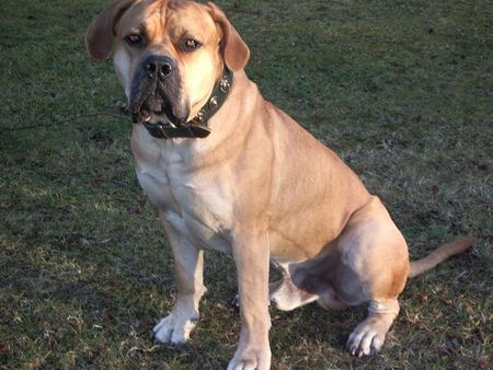 Boerboel oubaas