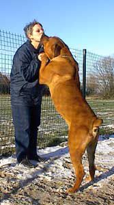 Boerboel