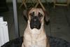 Boerboel Foto: M&M Dakar (ID 30306) Boerboel Hund