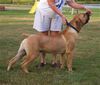 Boerboel Foto: Lexus (ID 23438) Boerboel Hund