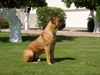 Boerboel Foto: Lexus 2 (ID 23439) Boerboel Hund