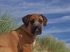 Boerboel Foto: M&M Piet (ID 26171) Boerboel Hund