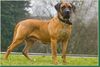 Boerboel Foto: Dara (ID 30308) Boerboel Hund