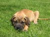 Boerboel Foto: 14 Wochen alt (ID 12582) Boerboel Hund