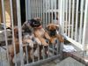 Boerboel Foto: puppys von aldo und tessa (ID 23215) Boerboel Hund