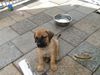 Boerboel Foto: puppys von aldo und tessa (ID 23216) Boerboel Hund
