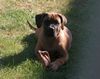 Boerboel Hund