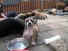 Boerboel Foto: puppys von aldo und tessa (ID 23219) Boerboel Hund