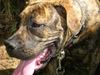Boerboel Foto: Anasha Freya 6 Monate (ID 34280) Boerboel Hund