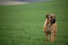 Boerboel Hund