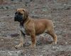 Boerboel Hund