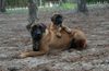 Boerboel Hund