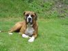 Boerboel Foto: Zulu / Hündin / 18 Monate (ID 13406) Boerboel Hund