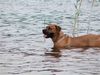 Boerboel Foto: Anasha Nelson... (ID 35584) Boerboel Hund