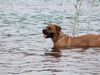 Boerboel Hund