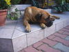 Boerboel Foto: Juna (ID 40258) Boerboel Hund