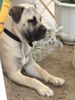 Boerboel Foto: Sugar F. Impala 1 Jahr alt (ID 24904) Boerboel Hund