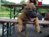 Boerboel Foto: Rüde 17 Wochen alt (ID 16517) Boerboel Hund