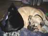 Boerboel Foto: Sugar, 14 Wochen mit Kater (ID 16649) Boerboel Hund
