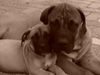 Boerboel Foto: m&m Troy und m&m Noa (ID 26966) Boerboel Hund