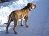 Boerboel Hund