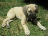 Boerboel Foto: Grappa, 11 Wochen (ID 6062) Boerboel Hund