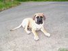 Boerboel Foto: Elliot, 19 Wochen (ID 32451) Boerboel Hund