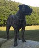 Boerboel Foto: Anasha Gunny (ID 25585) Boerboel Hund