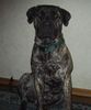 Boerboel Foto: Anasha Gunny (ID 25584) Boerboel Hund