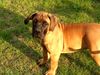 Boerboel Hund