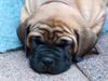 Boerboel Foto: Marboella Happy.... (ID 35582) Boerboel Hund