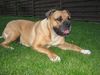 Boerboel Hund