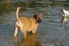 Boerboel Foto: m&m Bibi (ID 26964) Boerboel Hund