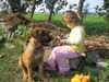 Boerboel Foto: M&M Blommekie (ID 26168) Boerboel Hund